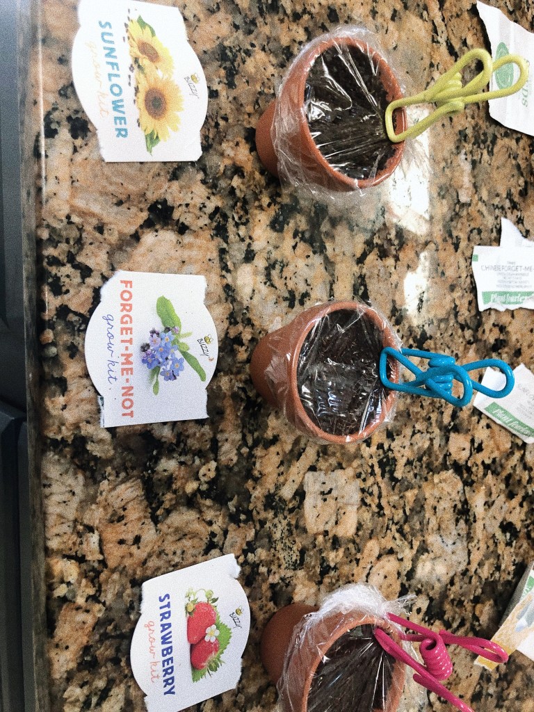 very small terra cotta pots with damp soil. covered with saran wrap and held in place with colorful clips. signs in front read: sunflower, forget-me-not, strawberry.