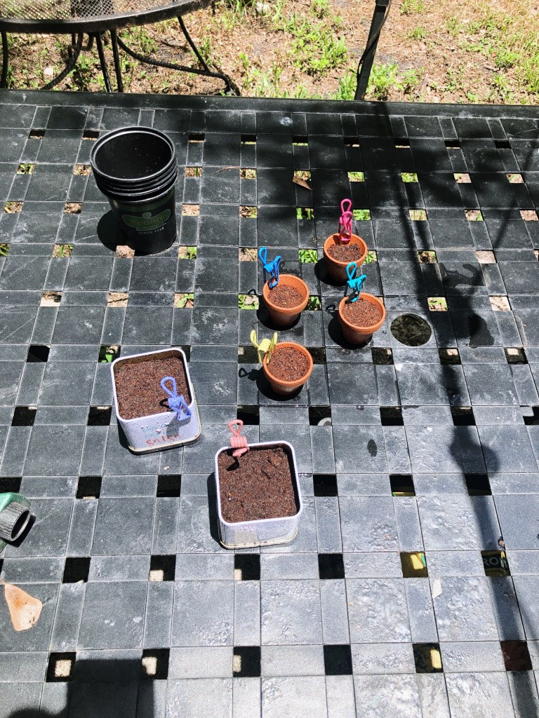 several small terra cotta pots and two tin canisters, all filled with soil and with colorful clips on the edges. outside in the sun, on a black lawn table.