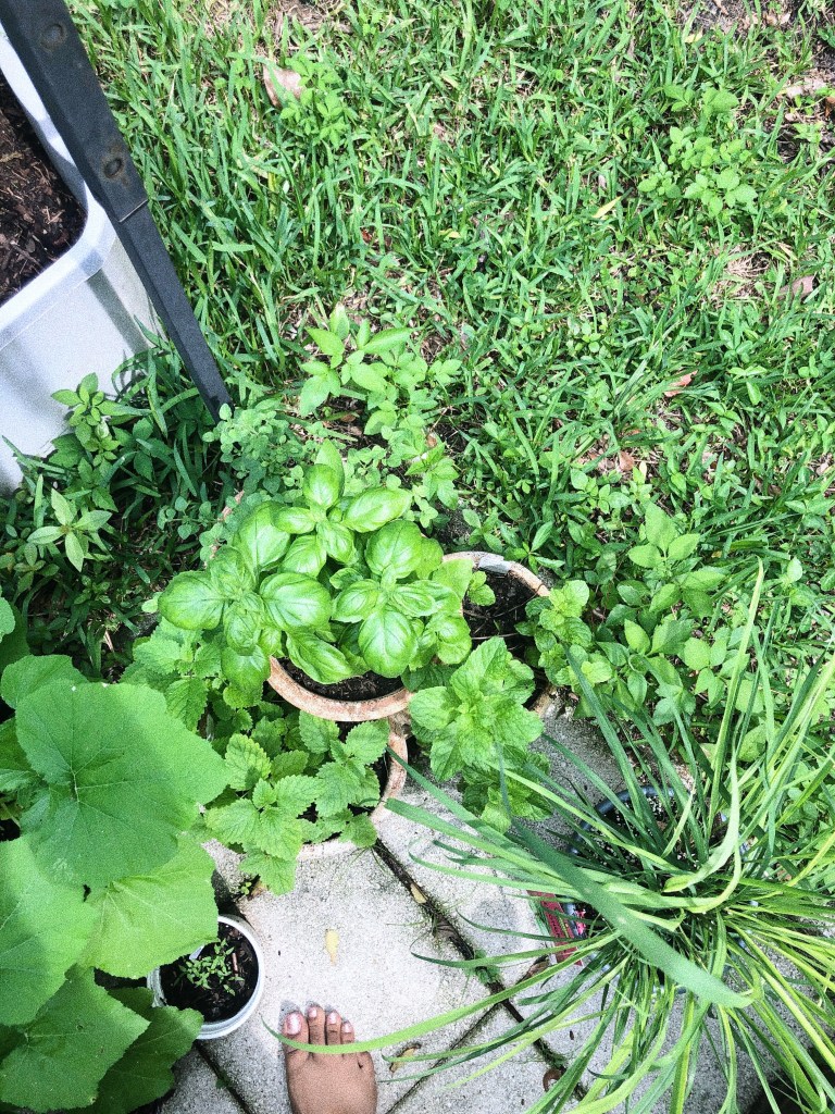 lots of plants flourishing: italian herbs and lemongrass. one pedicured, bare foot.
