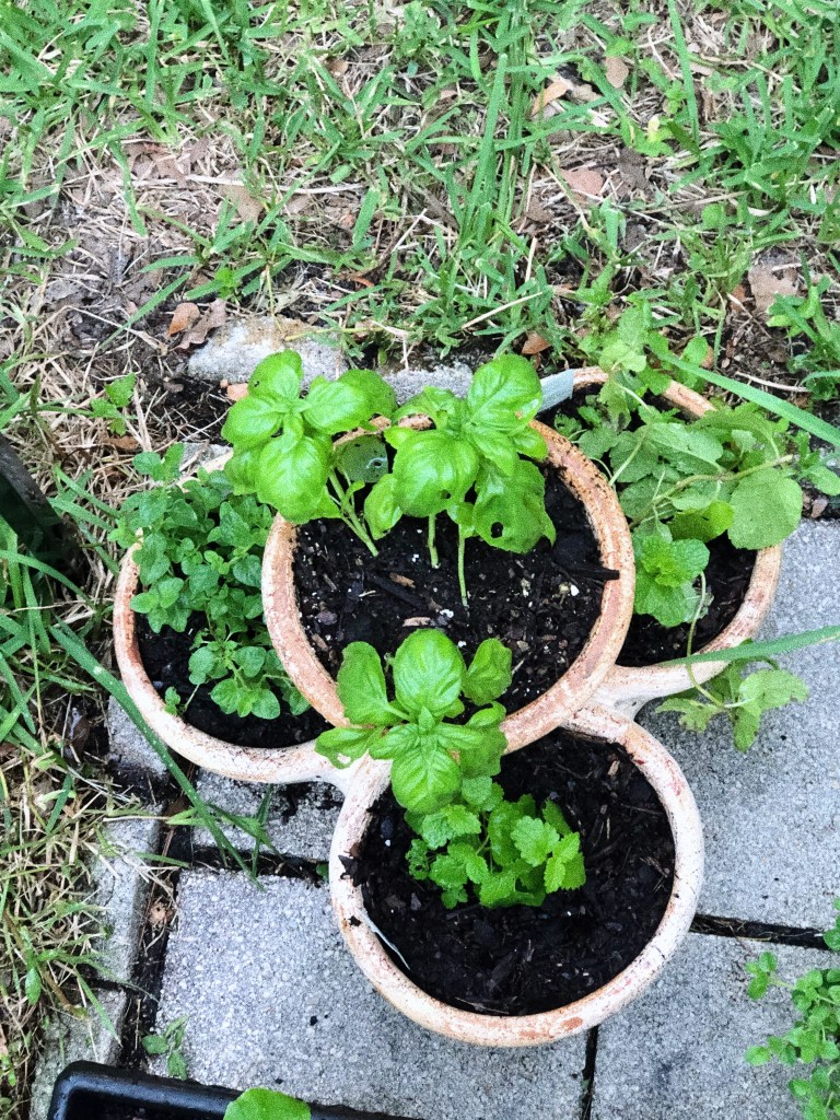 close up of italian herbs looking beautiful as all hell. juicy and loved on.