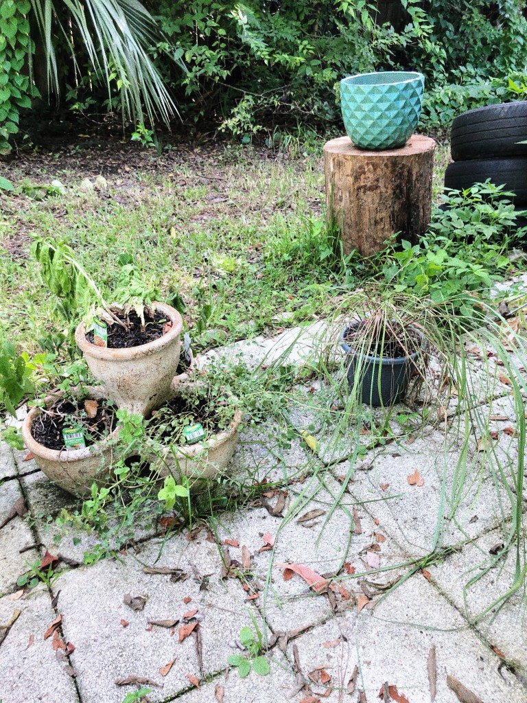 extremely dead and desolate looking plants on very depressing looking concrete. 