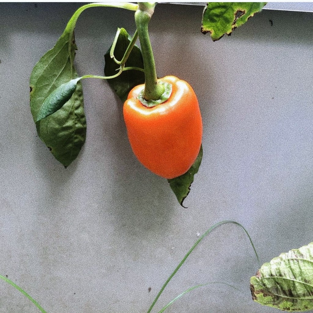 a tiny orange bell pepper!